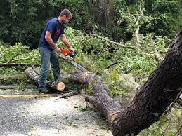 How Our Tree Care Process Works  in  Rancho Mission Viejo, CA